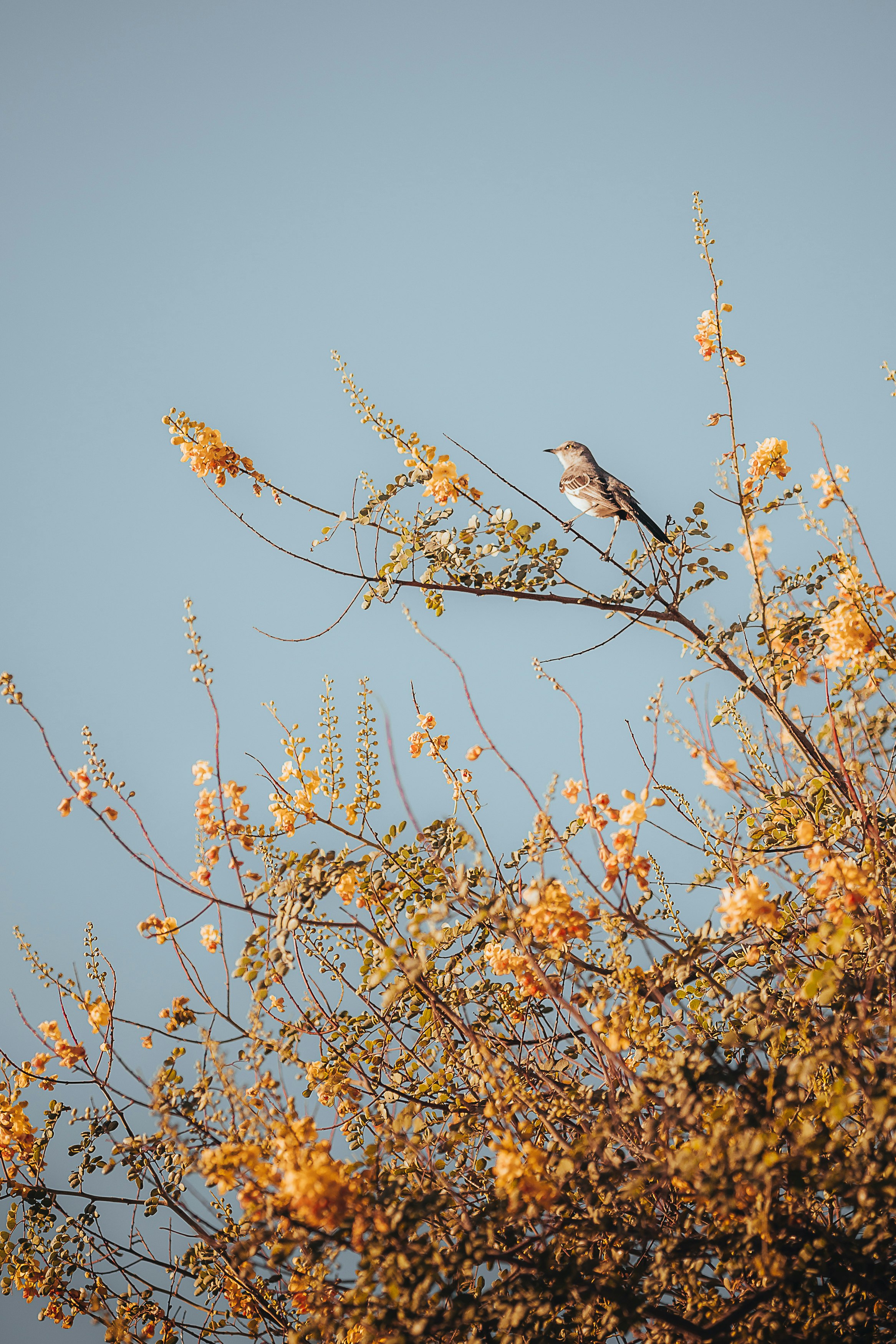 brown bird on brown tree branch during daytime